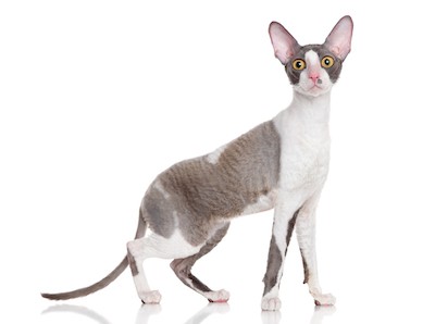 Cornish Rex small cat breed