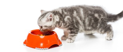 best kitten food