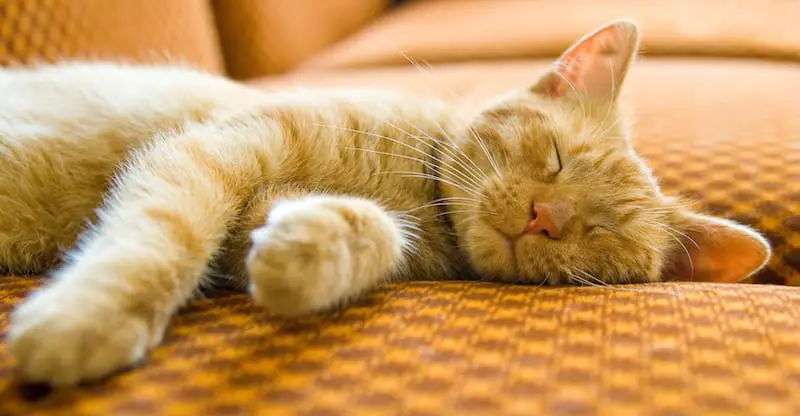 orange sleeping cat