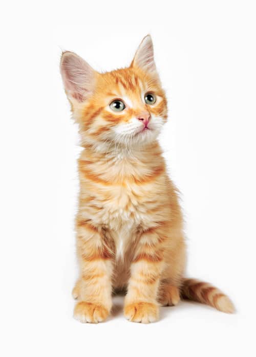 orange kitten