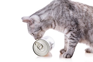 best canned kitten food