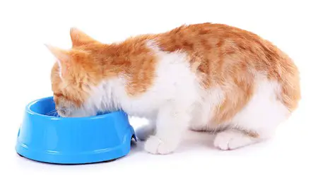 kitten eating greek yogurt