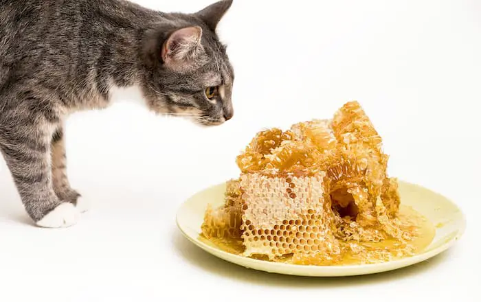 Fresh honey in the comb with cat