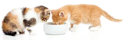 two Scottish kittens eating