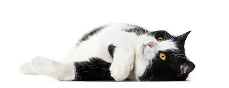 Mixed breed cat laying