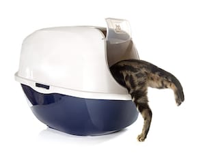 best automatic litter box