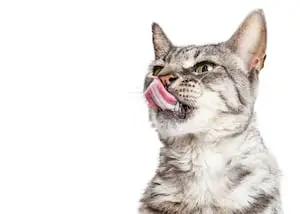 why do cats stick out their tongue