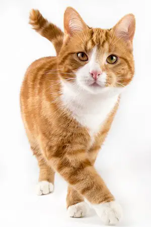 ginger cat walking
