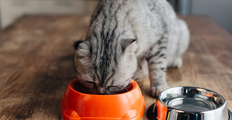 senior cat eating cat food