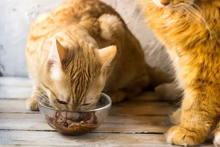 older cat eating