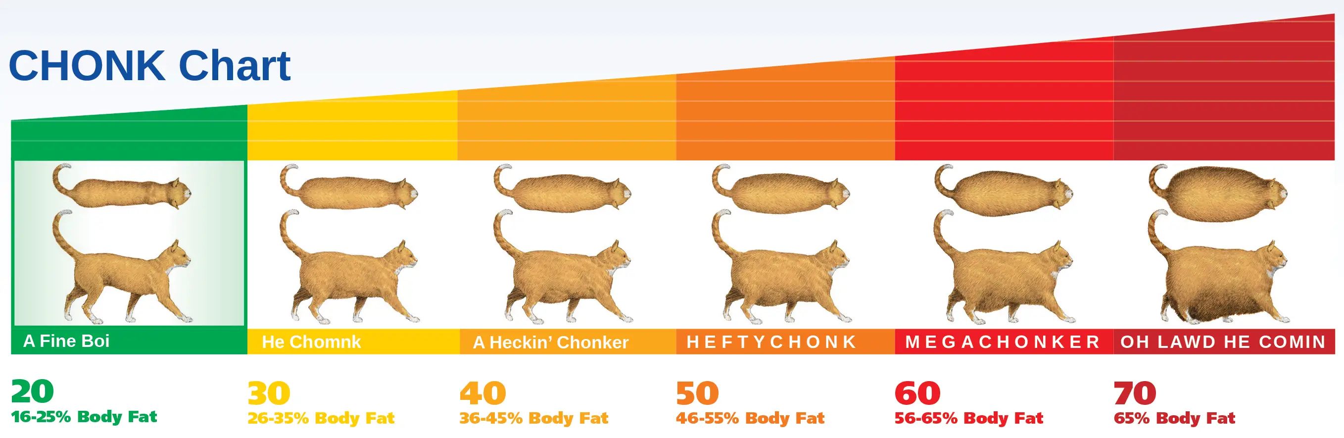 chonk chart cat