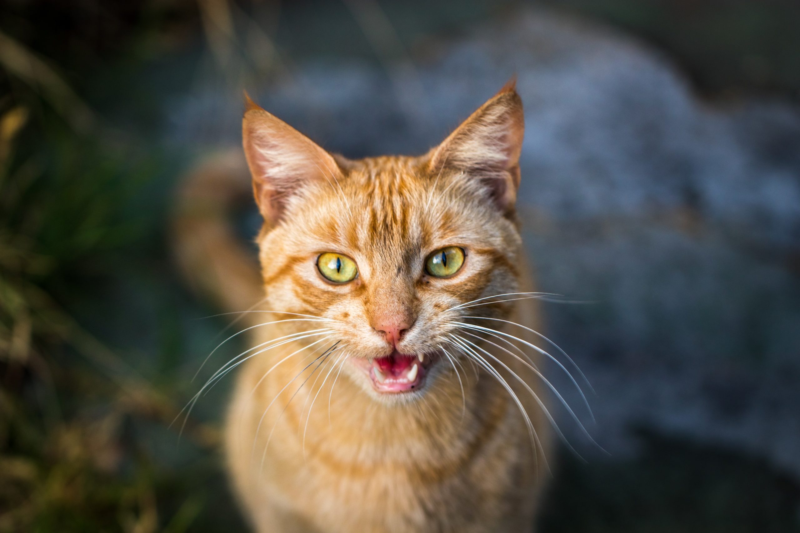 cat meows when sneezing