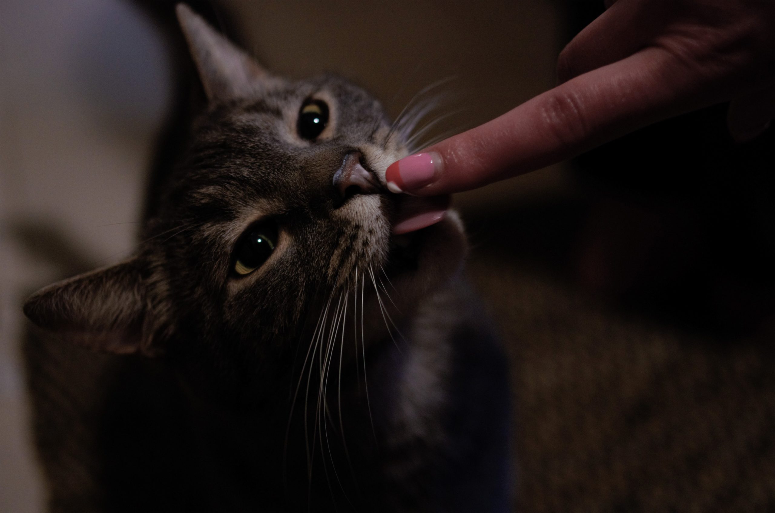 syringe feeding