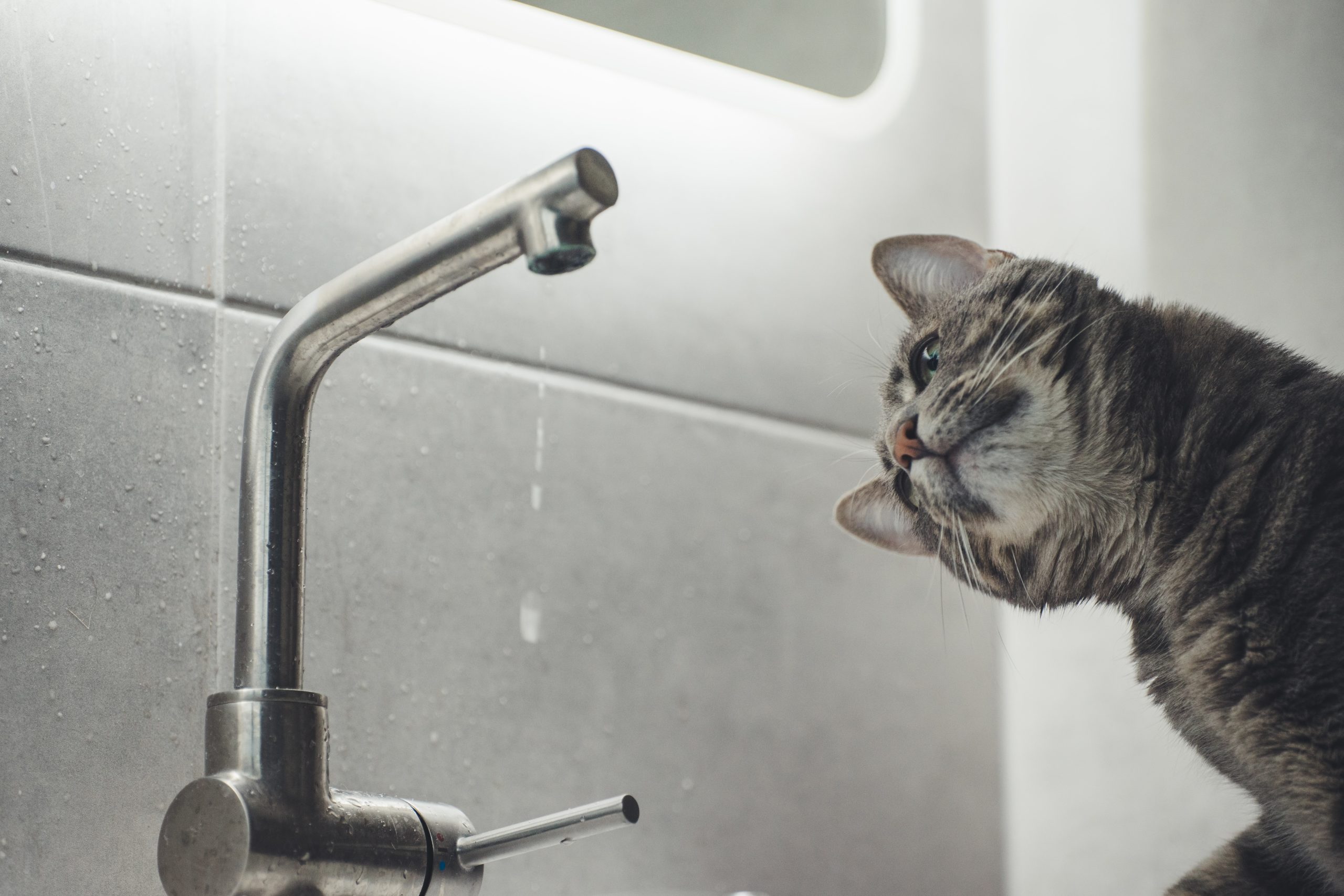 cat in sink