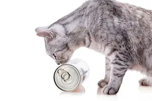 cat eating canned cat food