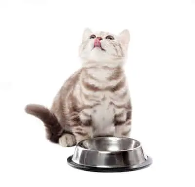 cat eating soulistic cat food