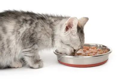 canned kitten food in a bowl