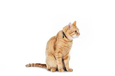 ginger cat with a seresto flea collar