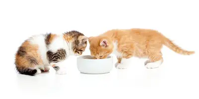 two kittens eating