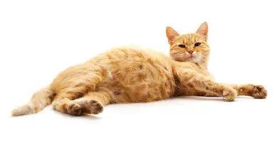 ginger cat pregnant