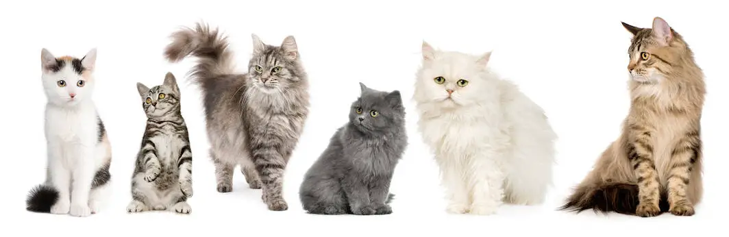 Norwegian, Siberian and persian cat in a row