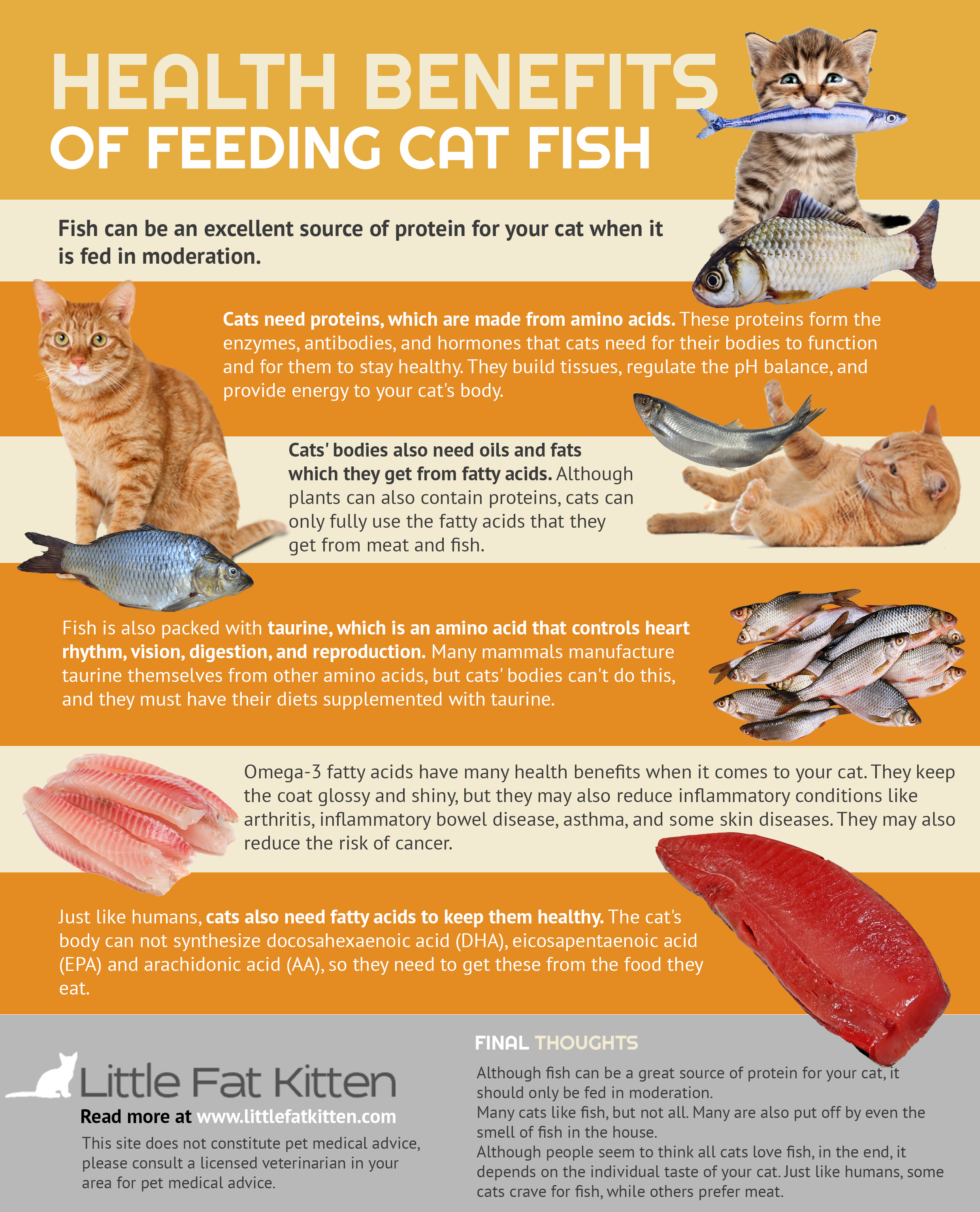 Health benefits of feeding cat fish