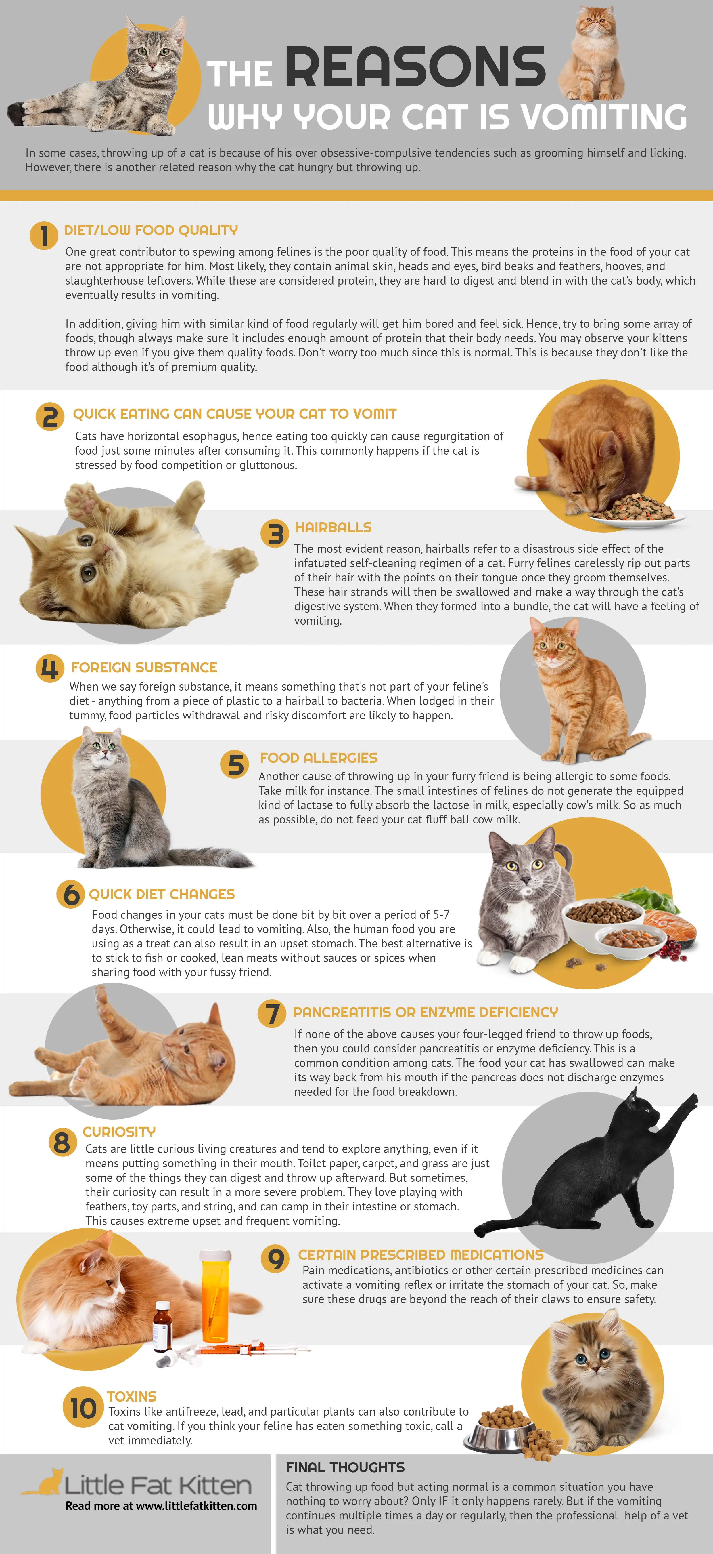 The Reasons Why Your Cat Is Vomiting