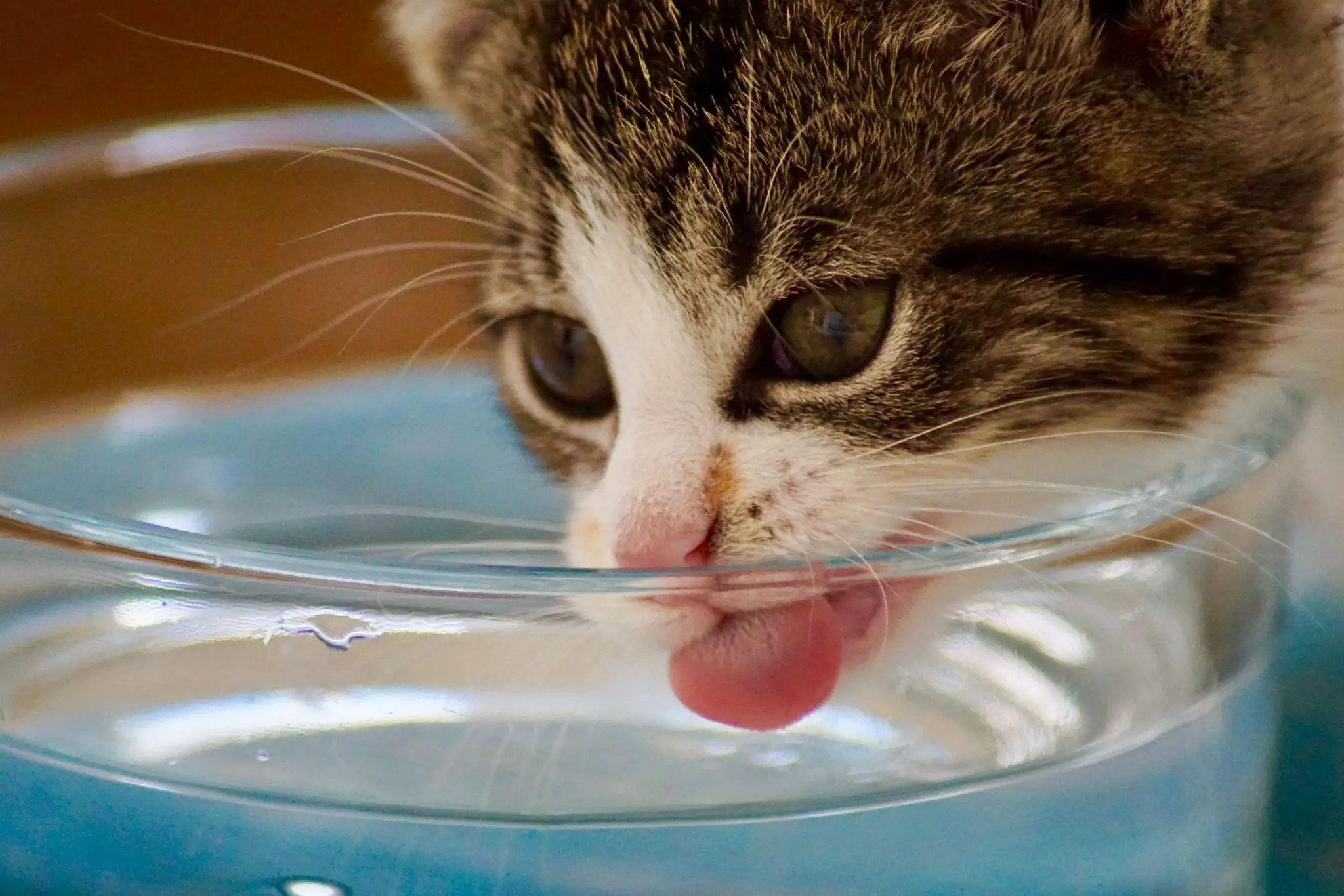 How Long Can A Cat Live Without Water?
