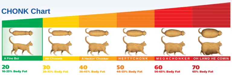 the-chonk-chart-for-cats-is-the-defining-tool-of-a-cats-chonk-level