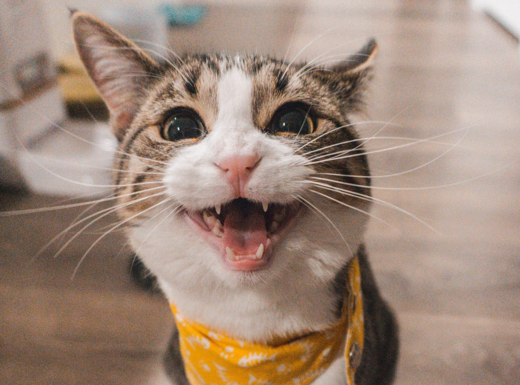 In this article we’ll dive into why your needy cat wants so much