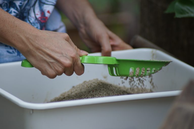 Now that you understand the basic litter box rules for your cat, let’s