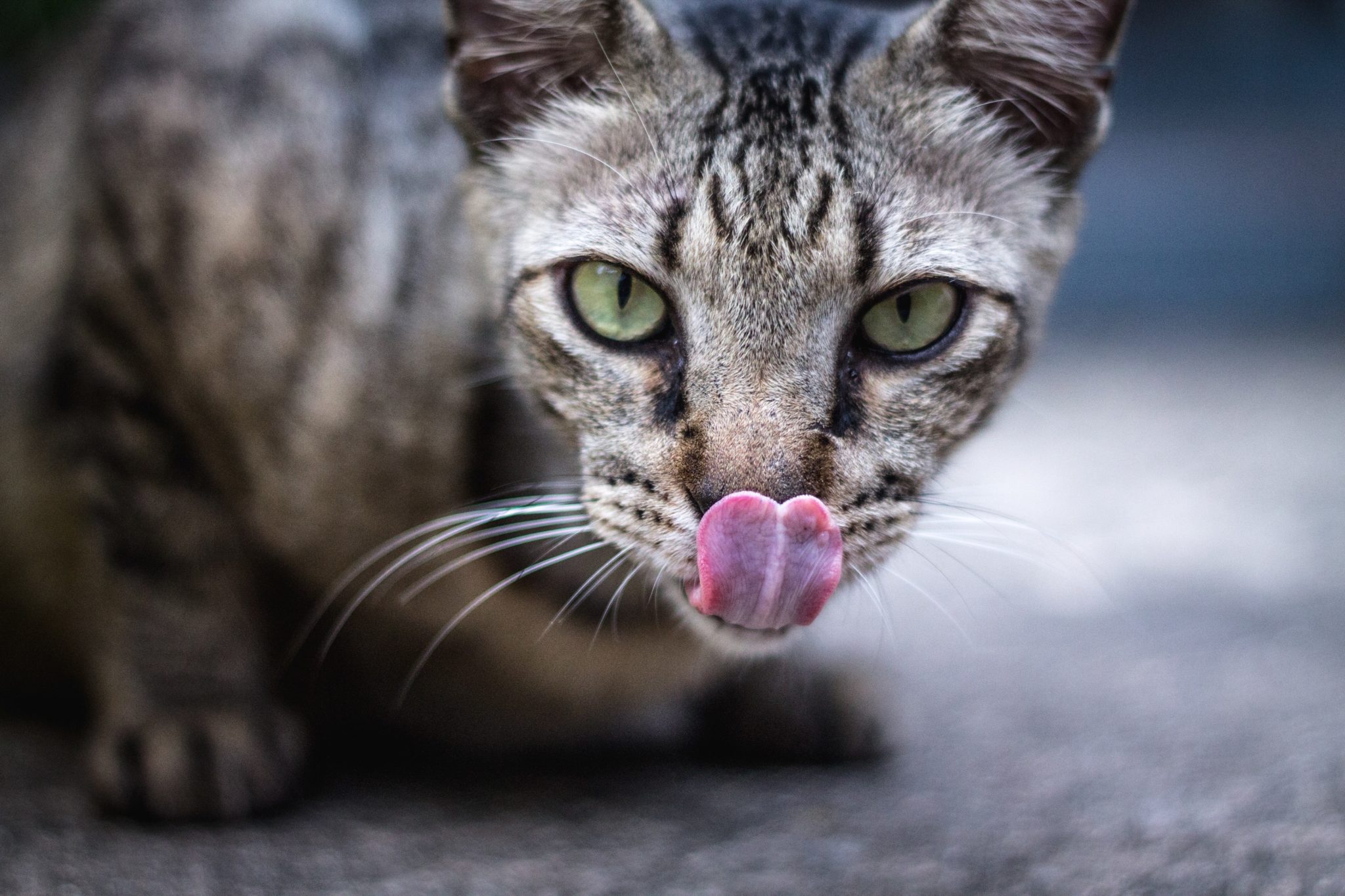 how-much-water-should-a-cat-drink